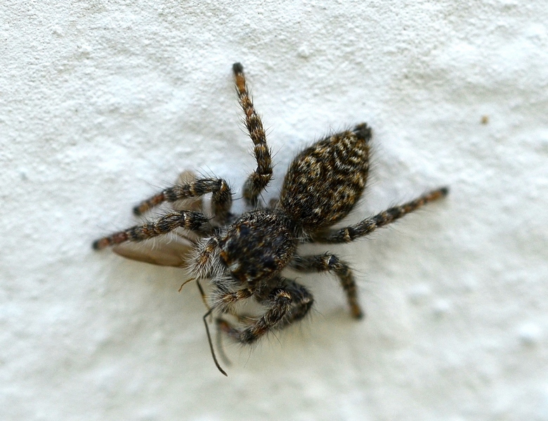 Philaeus chrysops - Moriago della Battaglia (TV)